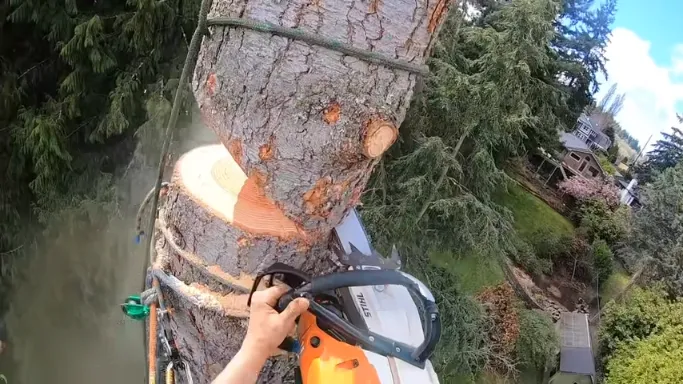 tree trimming near me
