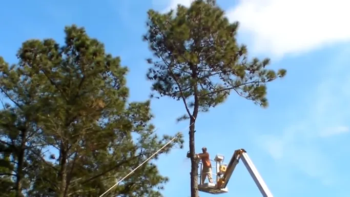 family tree service