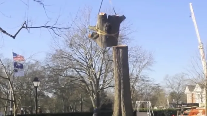 the tree guy