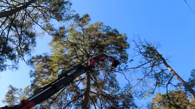 tree pruning service