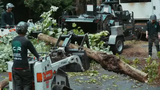 tree service near me