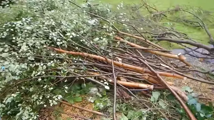 affordable tree service near me
