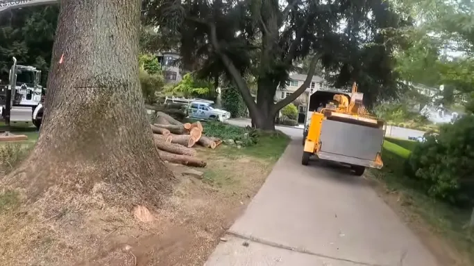 brothers tree service