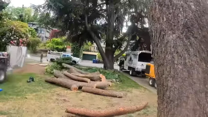 affordable tree service